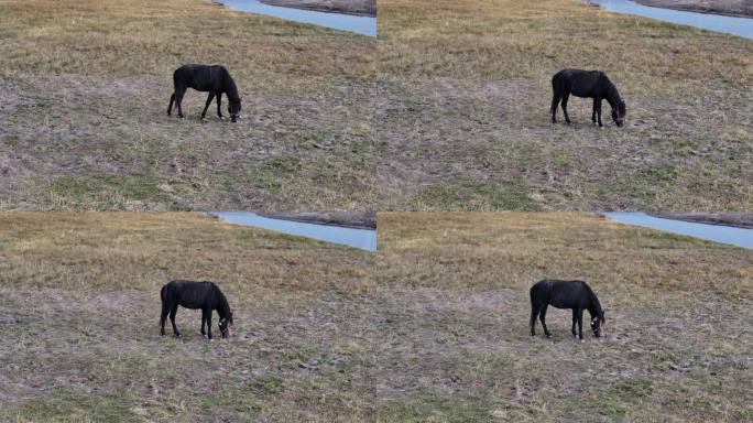 西藏阿里地区普兰县玛旁雍措湿地马群航拍