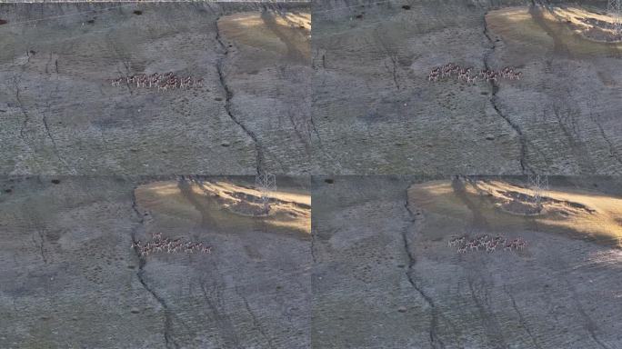 西藏日喀则仲巴县219国道藏野驴航拍