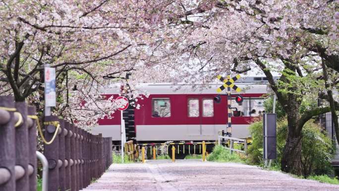 日本樱花列车