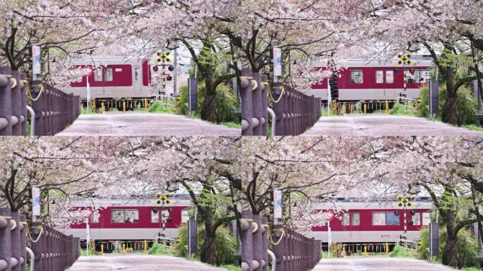 日本樱花列车