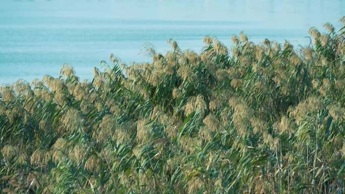 河边芦苇在风中摇摆空镜