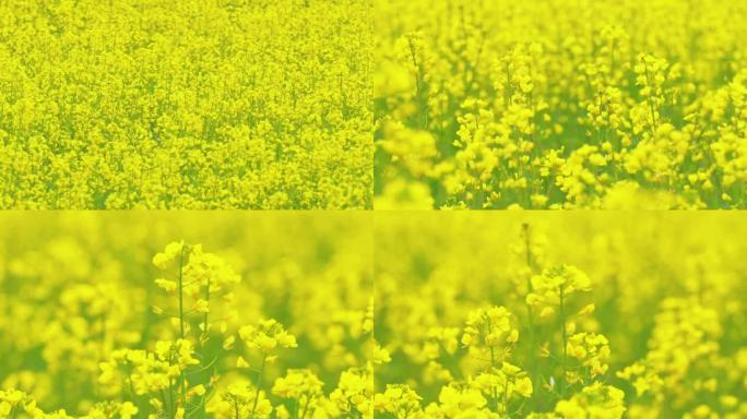 【合集】春天油菜花春游踏青