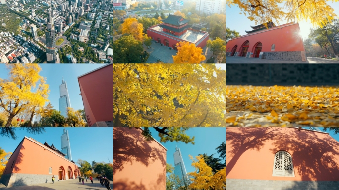 南京鼓楼公园航拍地拍银杏合集