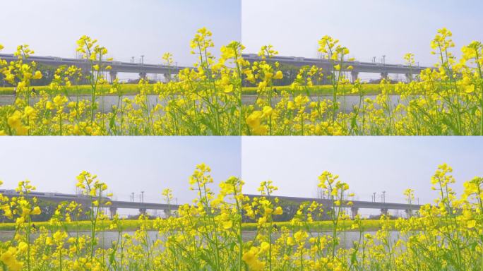 春天油菜花与高铁风景