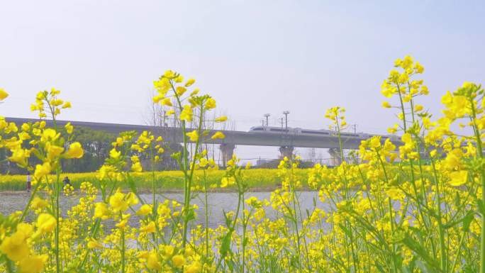 【合集】春天油菜花与高铁风景