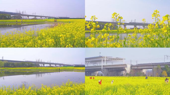 【合集】春天油菜花与高铁风景