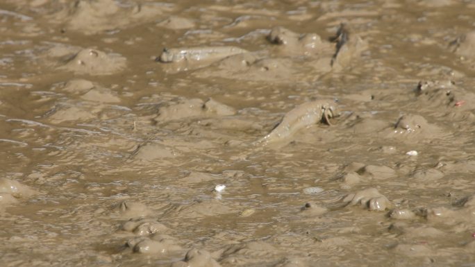 威海市文登区南海新区昌阳河红海滩滩涂鱼