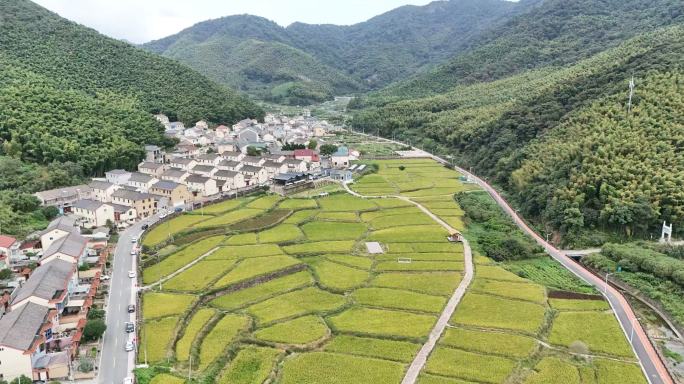 4K宁波天童寺三塘村稻田+花海