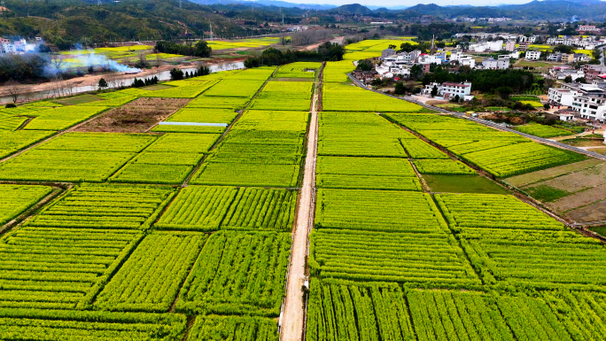 航拍乡村油菜地油菜花