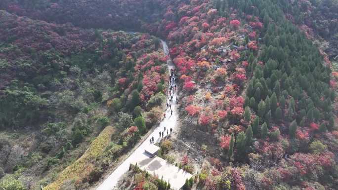 济南彩石劈山红叶