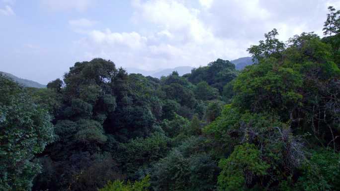 原始森林航拍