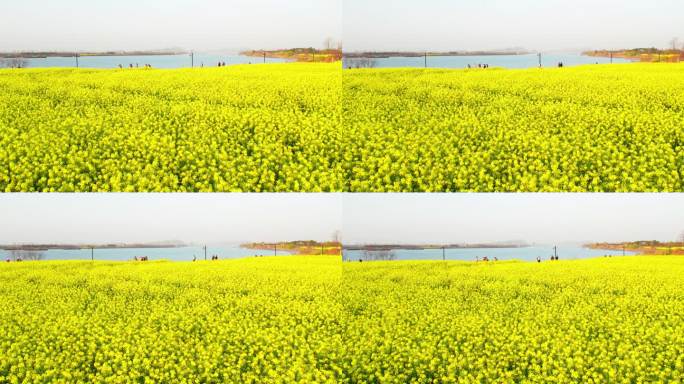 杭州富阳五丰岛春天油菜花花田风景航拍