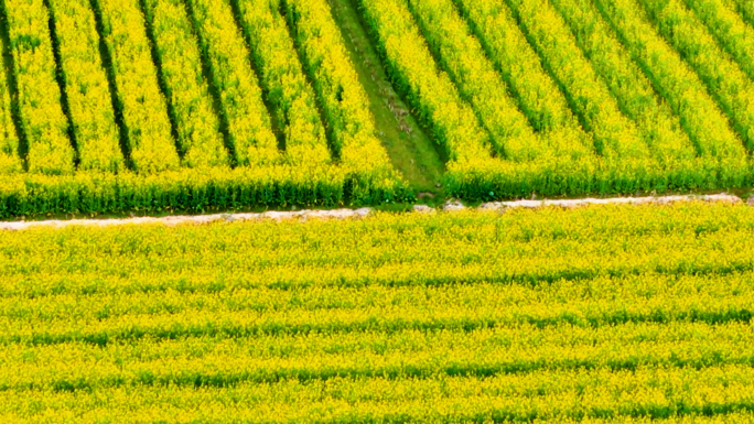 航拍乡村油菜地油菜花