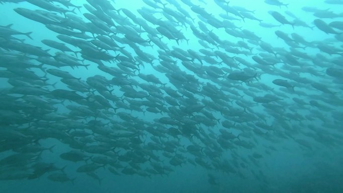 海底世界、潜水