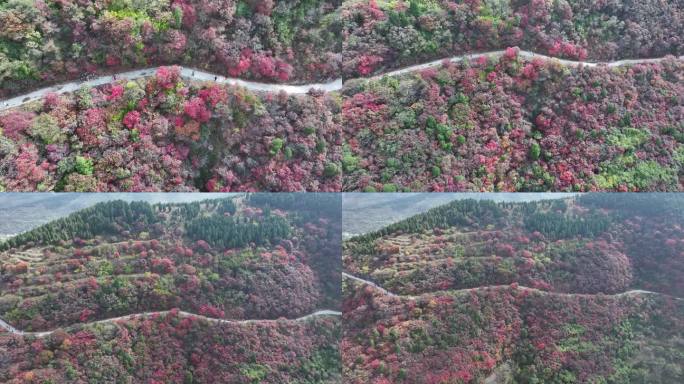 济南彩石劈山红叶