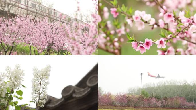 春天花开桃花盛开飞机地铁路边的花