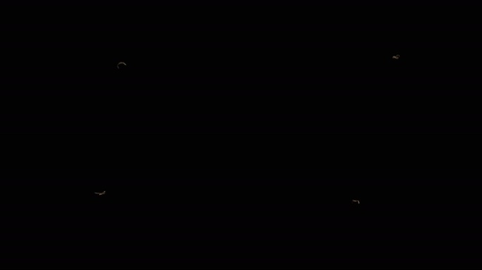 VR360全景转场老鹰鸟类飞行飞翔特效2