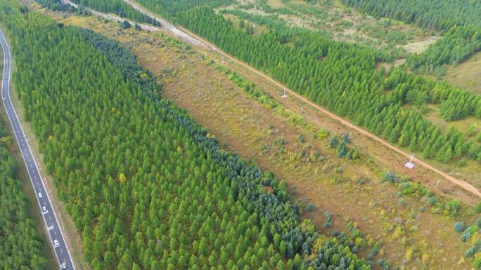 秋天塞罕坝松树林空镜航拍