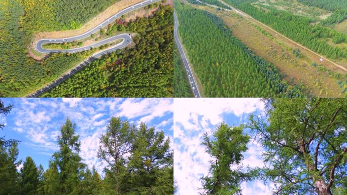 秋天塞罕坝松树林空镜航拍