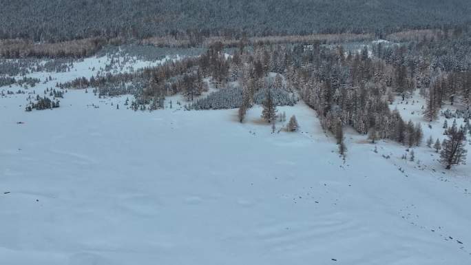 新疆哈密：雪后天山森林金染银