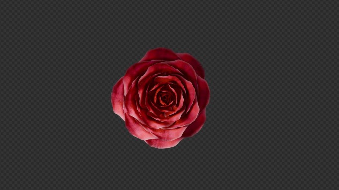 玫瑰花开放