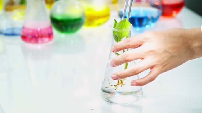 植物实验01