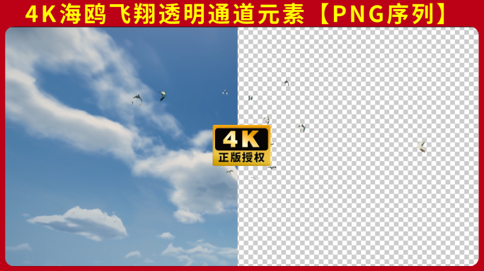 【透明通道】海鸥飞翔海鸟海燕鸟绿幕抠像