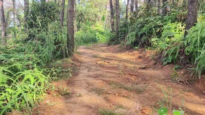 行走山道荒凉逆光荒野山道荒野森林山宁静