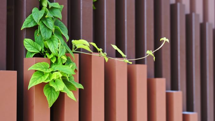 4K原创 在风中摇摆的植物视