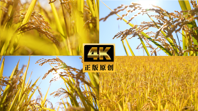水稻丰收农业大米水稻生长金黄稻穗稻田稻谷
