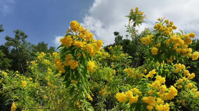 深圳国际园林花卉博览园航拍黄钟花航拍