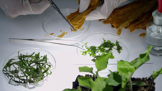 植物实验03