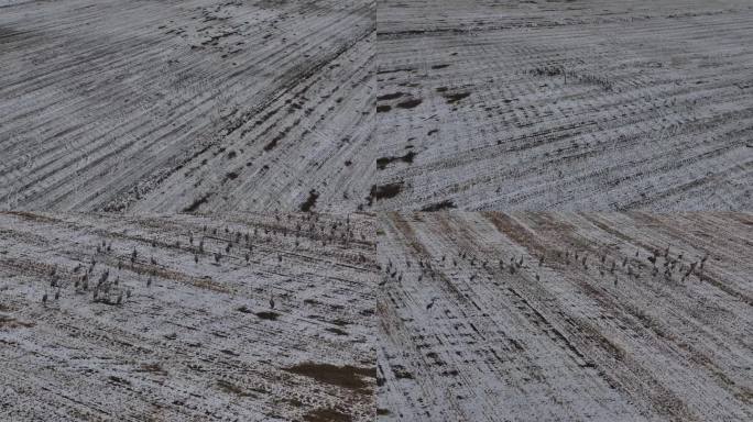 新疆巴里坤：蓑羽鹤雪地补充能量，即将南飞