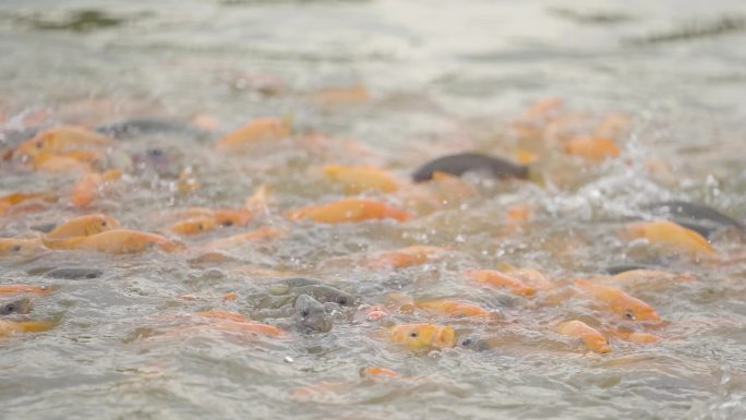 稻田鲫鱼升格特写