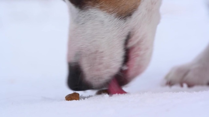 杰克罗素梗犬正在吃雪地里的干粮。