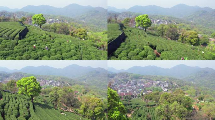 杭州西湖翁家山春天茶园航拍