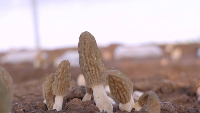 食用菌 羊肚菌 种植基地 产业发展