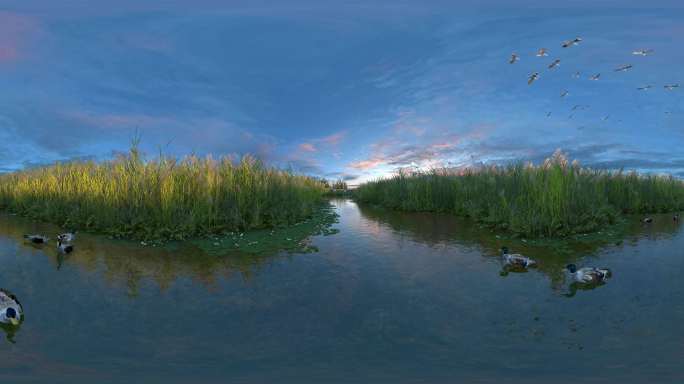 VR360全景湿地公园候鸟鸟类生态三维