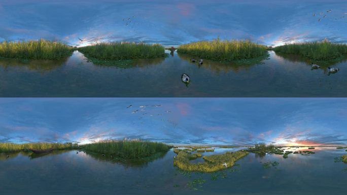 VR360全景湿地公园候鸟鸟类生态三维