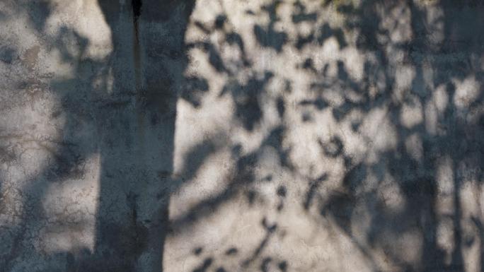 墙上的树影光影岁月