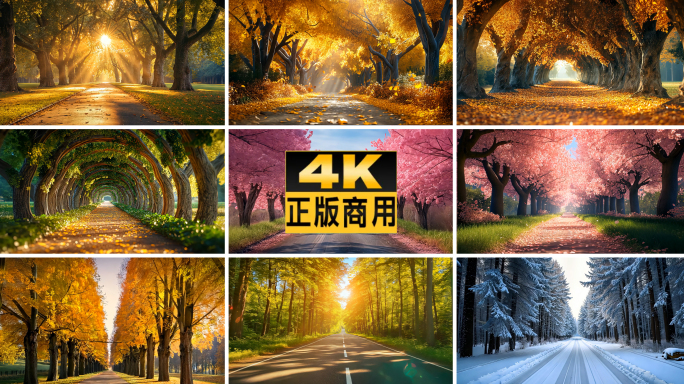 金色树林林荫大道 银杏大道 樱花大道
