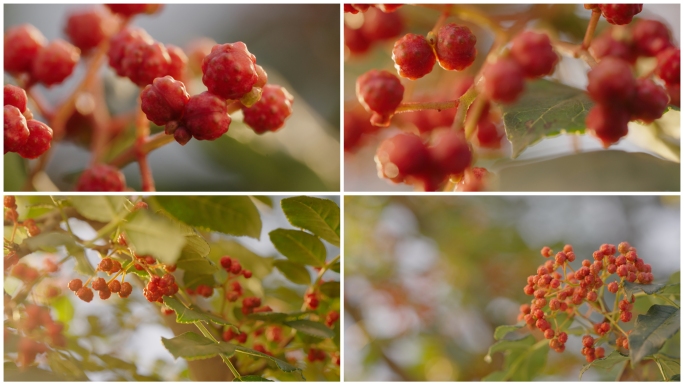 4k花椒特写 实拍 汉源花椒 贡椒