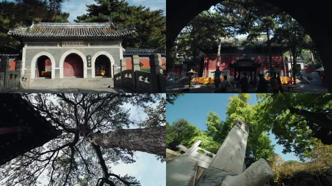 潭柘寺 千年银杏树