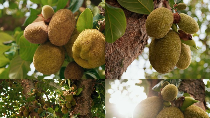 长在树枝上的菠萝蜜