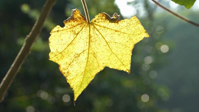 秋天泛黄的树叶 叶脉 纹理