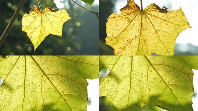 秋天泛黄的树叶 叶脉 纹理