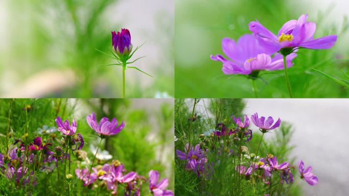 野花野草清新唯美夏季盛开紫花【组镜】