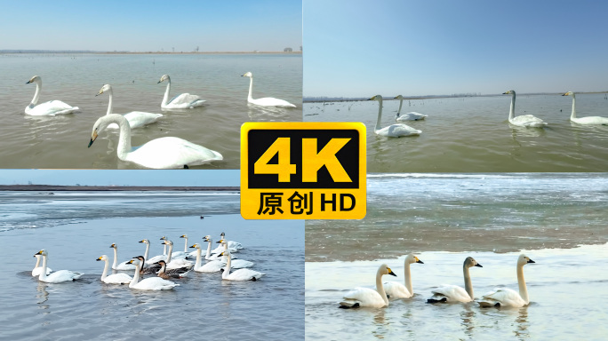 天鹅飞鸟黄河冰自然生态