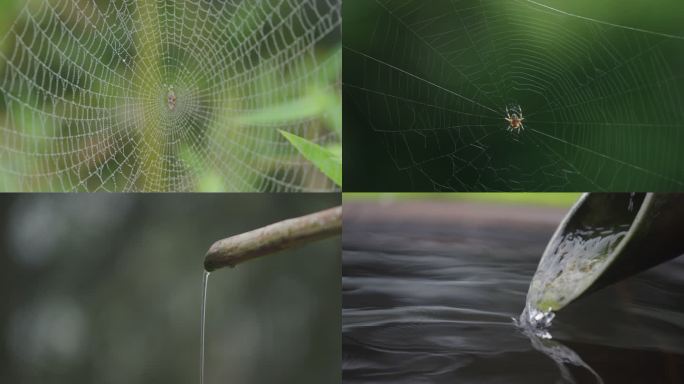 蜘蛛织网 捕猎 昆虫 大自然 水池 风景