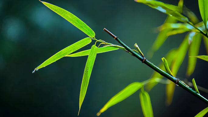 竹叶竹林竹子意境自然风景生态环境春分惊蛰